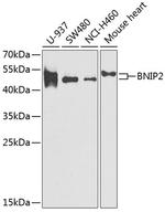 BNIP2 Antibody in Western Blot (WB)