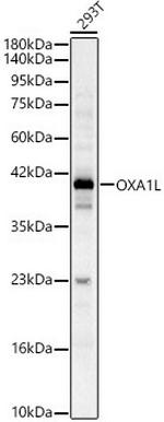 OXA1L Polyclonal Antibody