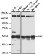 Pleckstrin Polyclonal Antibody