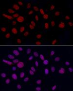 GAS41 Antibody in Immunocytochemistry (ICC/IF)