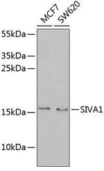 SIVA1 Polyclonal Antibody