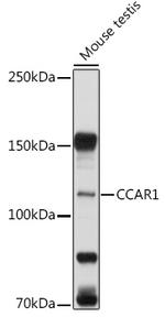 CCAR1 Polyclonal Antibody