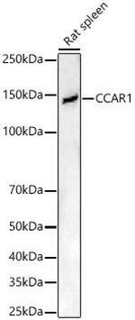 CCAR1 Antibody in Western Blot (WB)