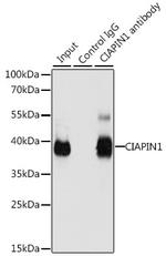 CIAPIN1 Antibody in Immunoprecipitation (IP)