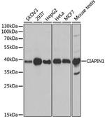 CIAPIN1 Antibody in Western Blot (WB)