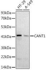 CANT1 Antibody in Western Blot (WB)