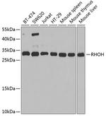 RhoH Antibody in Western Blot (WB)