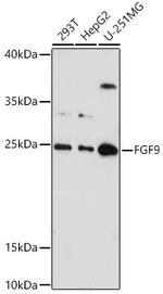 FGF9 Polyclonal Antibody