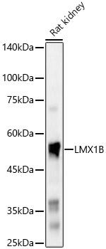 LMX1B Polyclonal Antibody