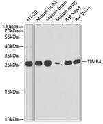 TIMP4 Polyclonal Antibody