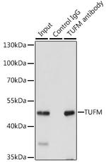 TUFM Antibody in Immunoprecipitation (IP)