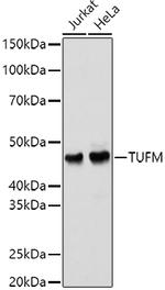 TUFM Antibody in Western Blot (WB)