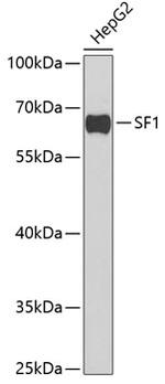 SF1 Polyclonal Antibody