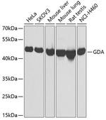 GDA Polyclonal Antibody