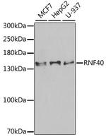 RNF40 Polyclonal Antibody
