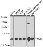 NCS1 Polyclonal Antibody