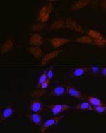 NRBF2 Polyclonal Antibody