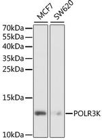 POLR3K Polyclonal Antibody