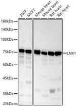 LNX1 Polyclonal Antibody