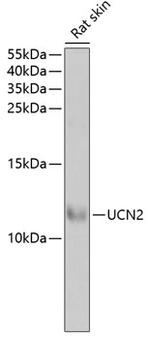 UCN2 Polyclonal Antibody