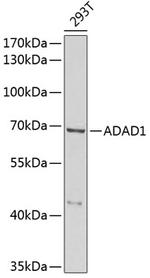 TENR Polyclonal Antibody