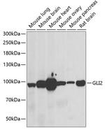 GLI2 Polyclonal Antibody