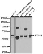 ACTR1A Polyclonal Antibody
