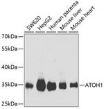 ATOH1 Polyclonal Antibody