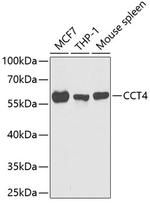 TCP-1 delta Antibody in Western Blot (WB)