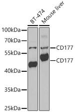 CD177 Polyclonal Antibody