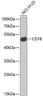 CD1b Polyclonal Antibody
