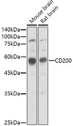 CD200 Polyclonal Antibody