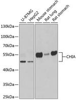 CHIA Polyclonal Antibody
