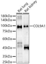 COL9A1 Polyclonal Antibody