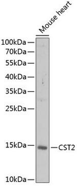 Cystatin 2 Polyclonal Antibody
