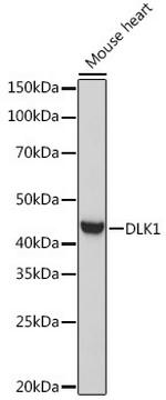 DLK1 Polyclonal Antibody