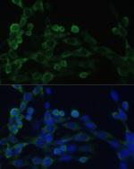 EEF1B2 Polyclonal Antibody