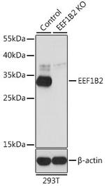 EEF1B2 Antibody in Western Blot (WB)