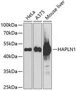 HAPLN1 Polyclonal Antibody