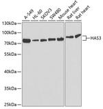HAS3 Antibody in Western Blot (WB)