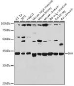 IHH Polyclonal Antibody