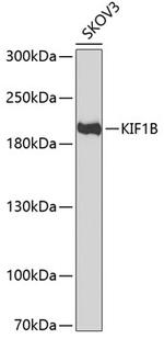 KIF1B Polyclonal Antibody