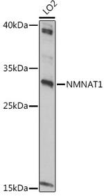 NMNAT1 Polyclonal Antibody