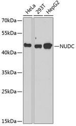 NUDC Polyclonal Antibody