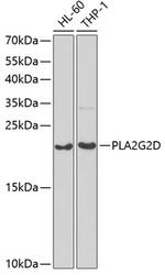 PLA2G2D Antibody in Western Blot (WB)