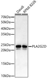 PLA2G2D Antibody in Western Blot (WB)