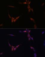 PP2A alpha Polyclonal Antibody