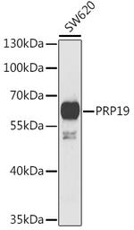 PRP19 Polyclonal Antibody