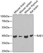 RAE1 Polyclonal Antibody