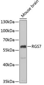 RGS7 Polyclonal Antibody